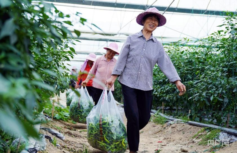 富硒蔬菜产业带动起村民稳定增收(央广网记者郇康新 摄)