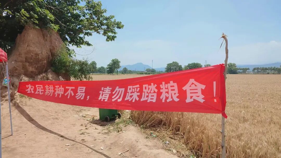 图片来源 雁子