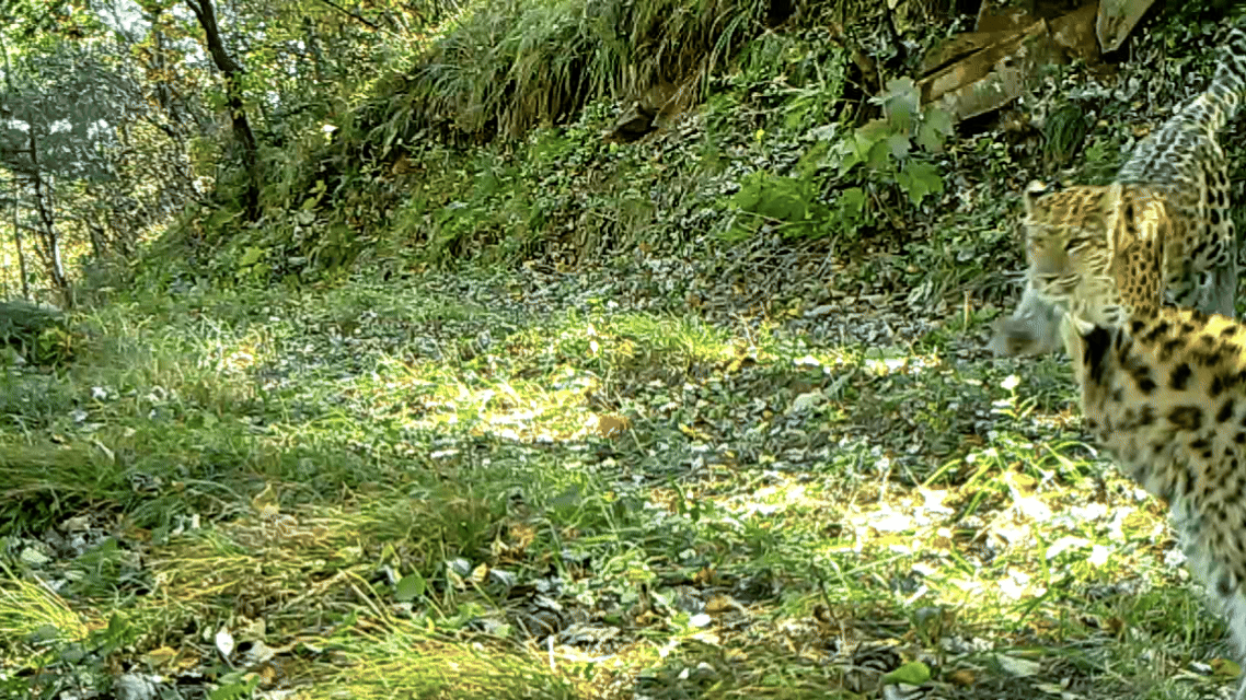 华北豹的身影在三晋大地的林海闪现(央广网发 山西省林业和草原局供图）