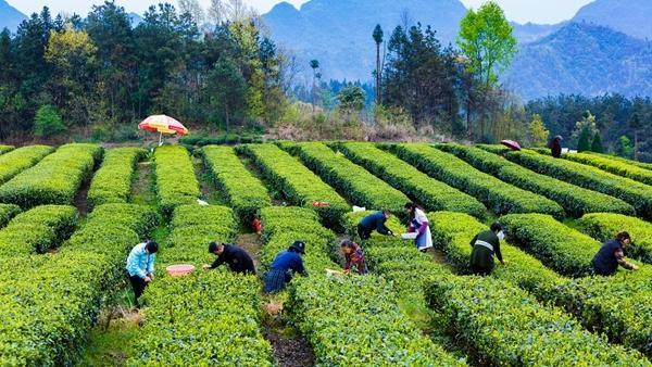 2022年4月，湖北省恩施州来凤县三胡乡石桥村的“转转工”们在帮忙采茶。三胡乡政府供图