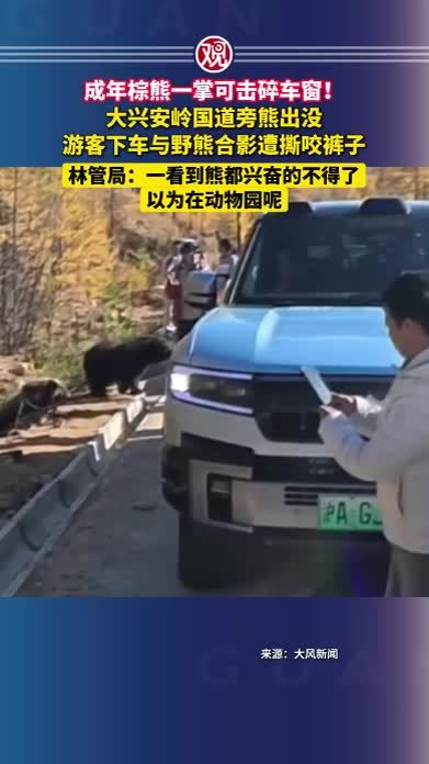 成年棕熊一掌可击碎车窗！大兴安岭国道旁熊出没，游客下车与野熊合影遭撕咬裤子，林管局：一看到熊都兴奋的不得了，以为在动物园呢