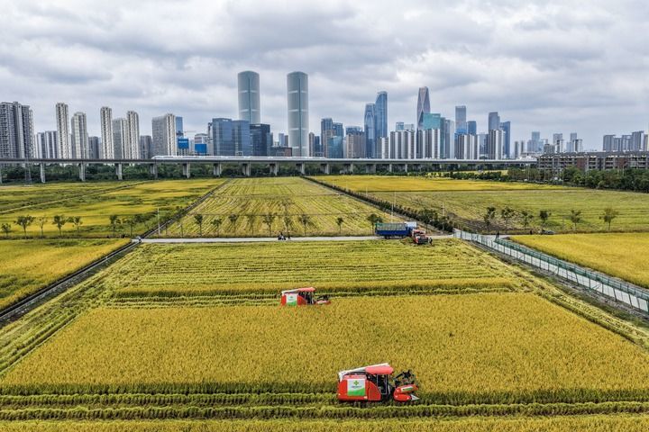 2025年10月21日,收割机在浙江省杭州市萧山区世纪田园粮食功能区的稻田里收割水稻,远处高铁列车飞驰而过(无人机照片)。新华社记者 徐昱 摄
