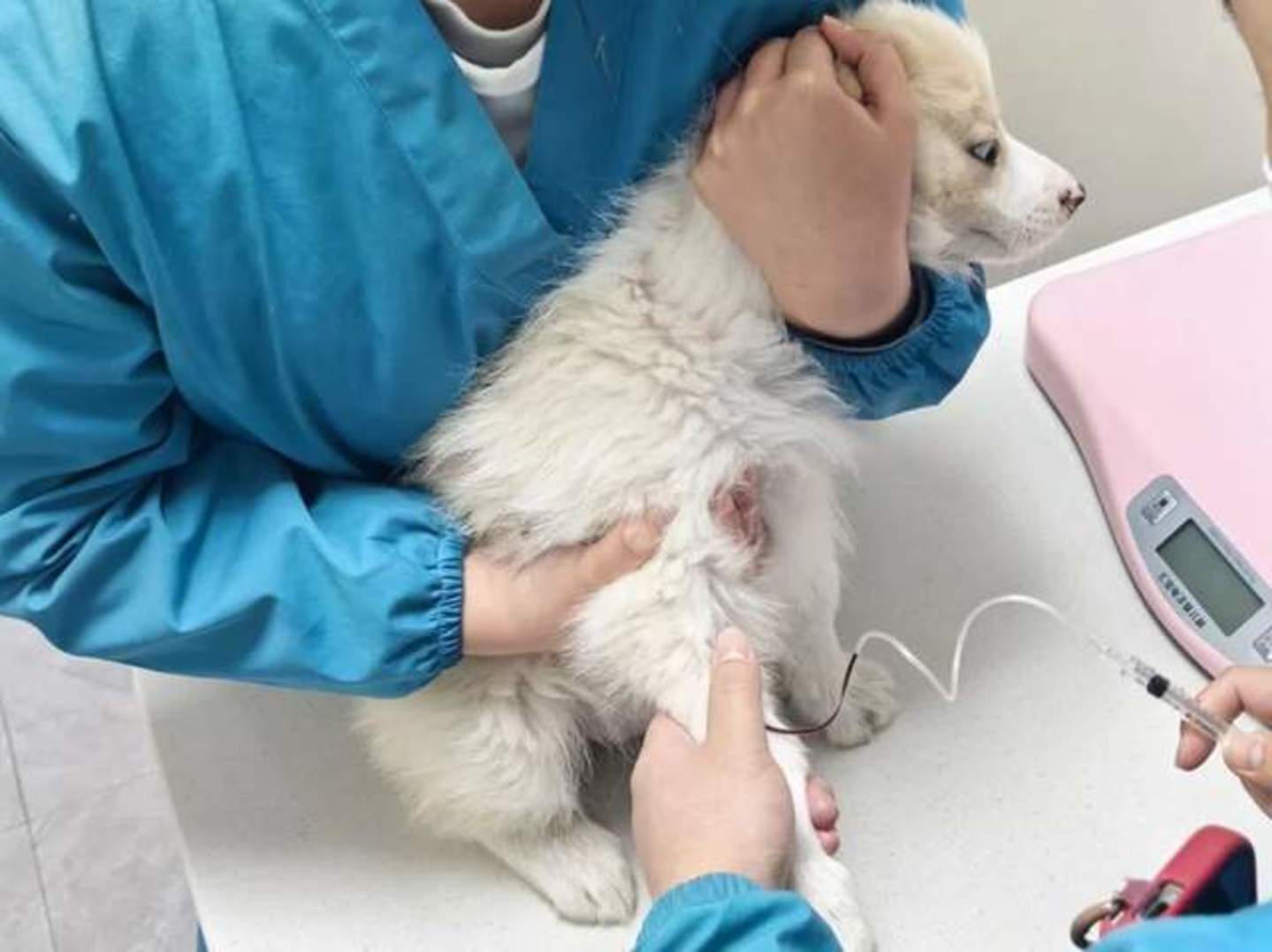 张煜带狗去打针,受访者供图