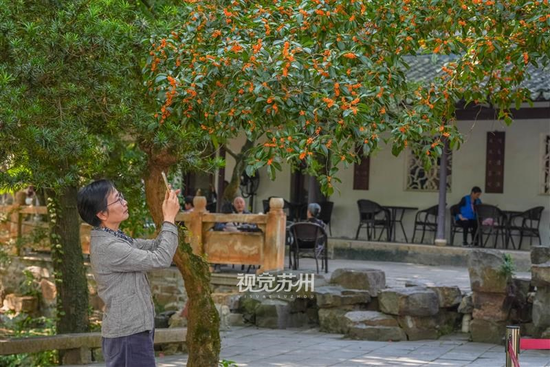 10月8日,常熟兴福禅寺内桂花盛放,金桂缀满枝头,满园香气袭人。不少游客前来游园,举起手机定格秋日美景,在古寺庭院中沉浸式感受江南秋日独有的芬芳与雅致。