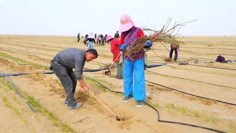 △当地村民与企业工人相互配合，在开心果林间套种玫瑰花苗。