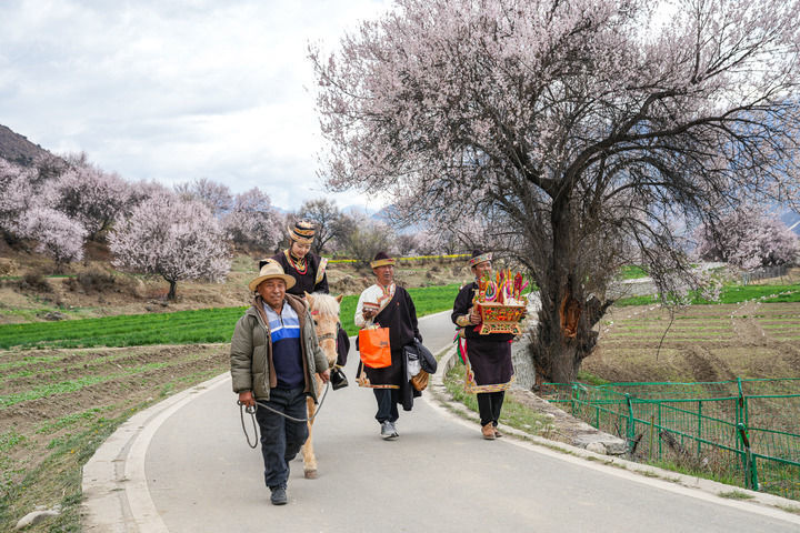 2025年4月3日,西藏林芝市朵当村群众身着盛装、手捧切玛为游客提供民俗体验活动。新华社记者 丁增尼达 摄
