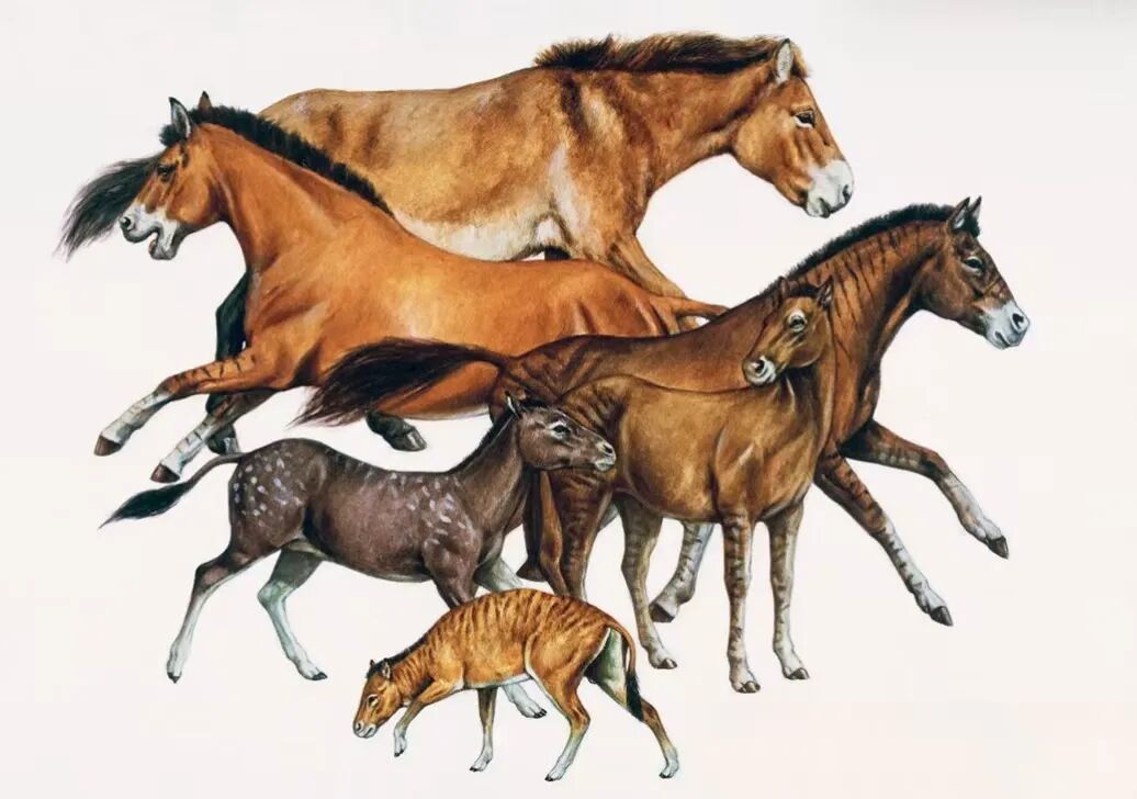 马的进化,从下到上依次为始马(Hyracotherium)、渐新马(Mesohippus)、中新马(Miohippus)、草原古马(Merychippus)、上新马(Pliohippus)以及现代马(Equus caballus)复原图