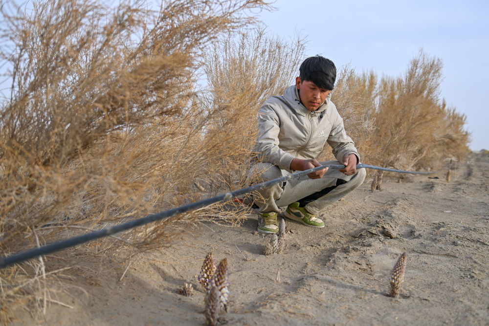 在位于新疆阿克苏地区沙雅县的新疆仙草蓉科技有限公司防沙治沙荒漠植物示范园，工作人员在检查滴灌带（4月13日摄）。　 新华社记者 丁磊 摄
