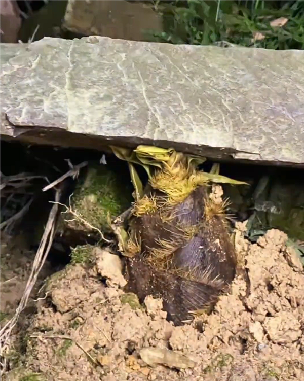 见证种子的力量 摄影师蹲守5天拍到竹笋冲破巨石：画面太震撼