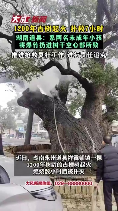 1200年古树起火 扑救7小时 湖南道县：系两名未成年小孩 将爆竹扔进树干空心部所致 推进抢救复壮工作 进行责任追究