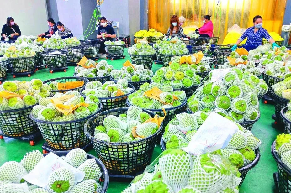 台湾凤梨释迦。 图自台媒