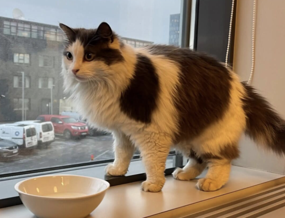 被高效找到的猫/受访者提供