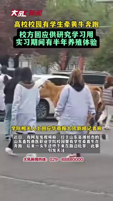 山东一高校校园里有学生牵黄牛奔跑；校方回应：供研究学习用，基地实习期间有半年养殖体验