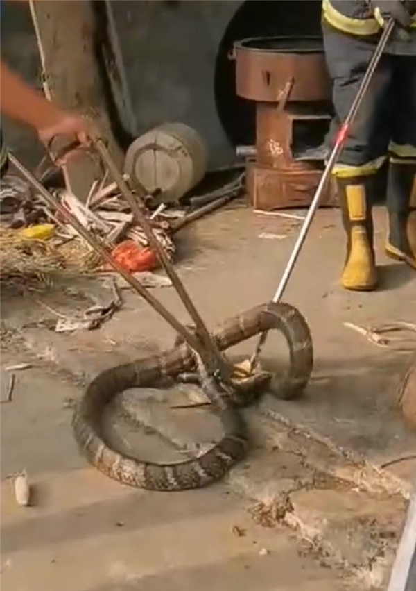 3米长眼镜王蛇爬向民房 两幼童浑然不知！消防出手擒获放生