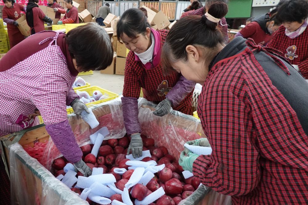 在甘肃省天水市麦积区花牛镇新民苹果种植专业合作社,工作人员将花牛苹果装箱(2019年11月3日摄)。新华社发(耿馨宁 摄)