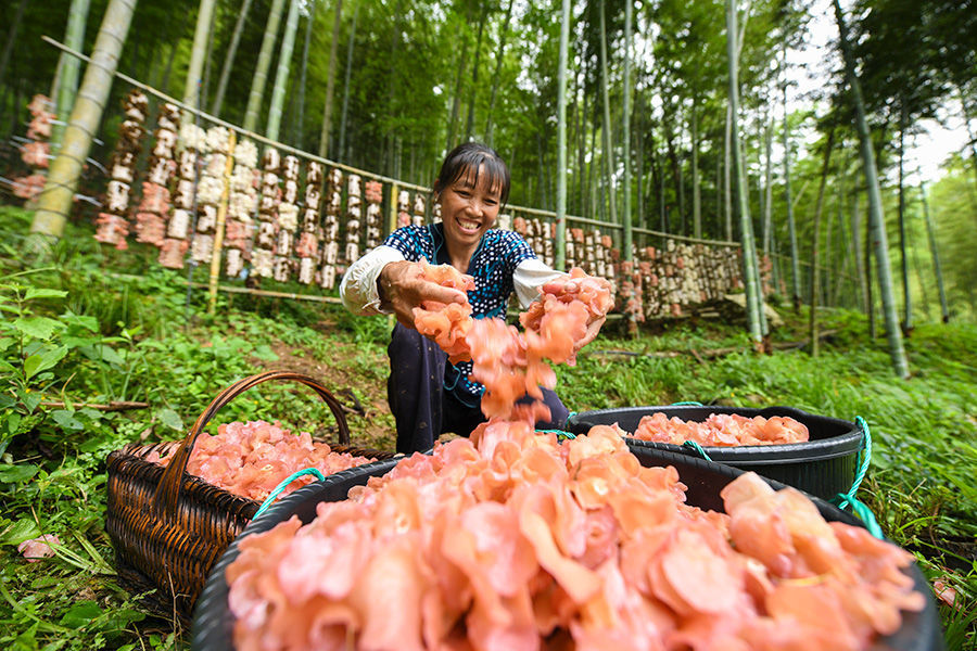 2026年5月29日，村民在湖南省永州市双牌县何家洞镇粗石江村林下木耳种植基地忙碌。新华社发（周秀鱼春摄）