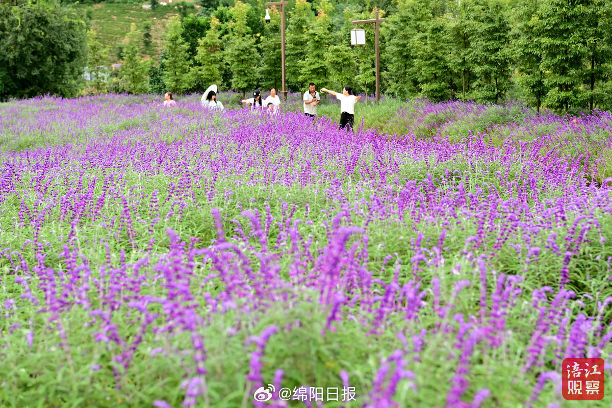 【爱看绵阳｜紫海连绵，粉黛如烟！一园双色秋】9月27日，绵阳科技城新