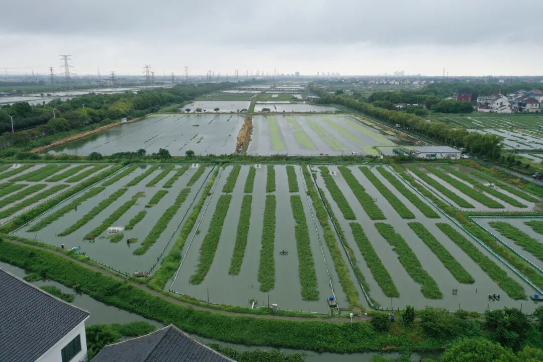 DJI_0565.JPG