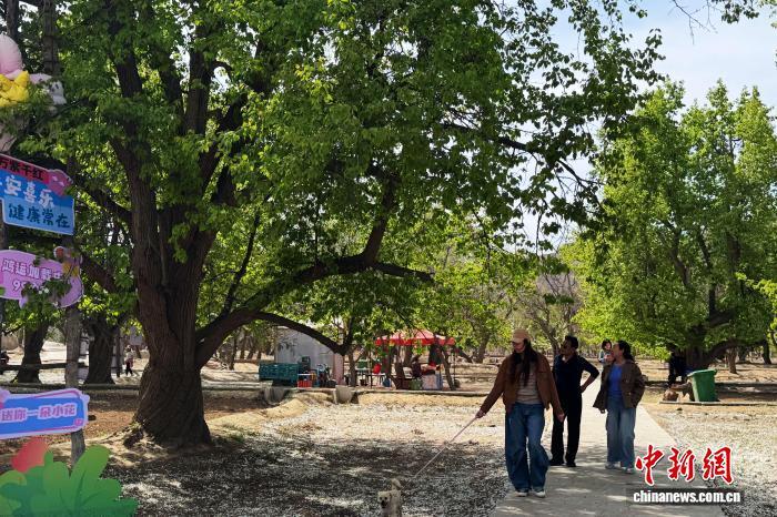 4月10日，宁夏中卫市南长滩村百年梨园，游客漫步赏景。　中新网记者 李佩珊 摄