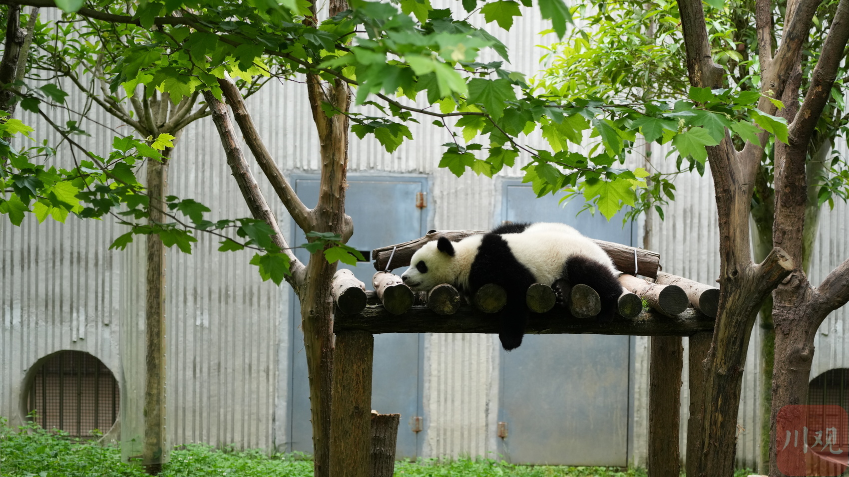 玩累了的熊猫宝宝在木台上休息。