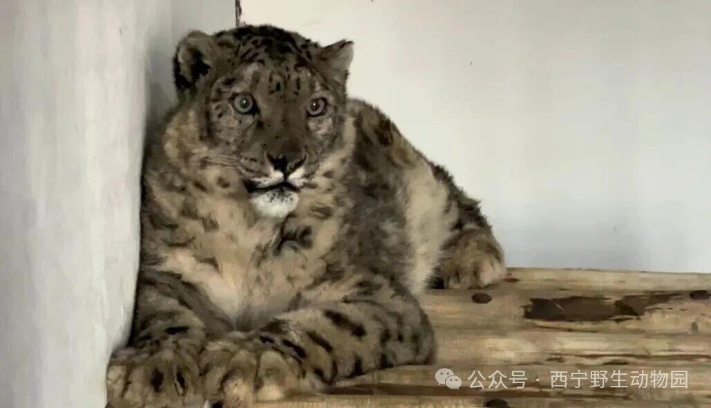 ▲被救护的雪豹 图据西宁野生动物园