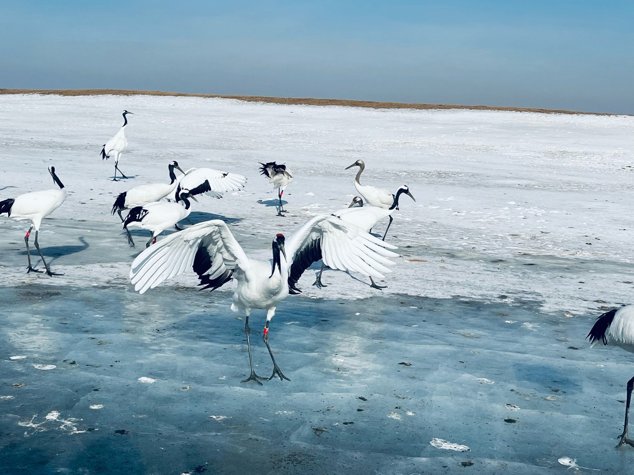 齐齐哈尔独有的国家保护动物丹顶鹤 王雅洁/摄