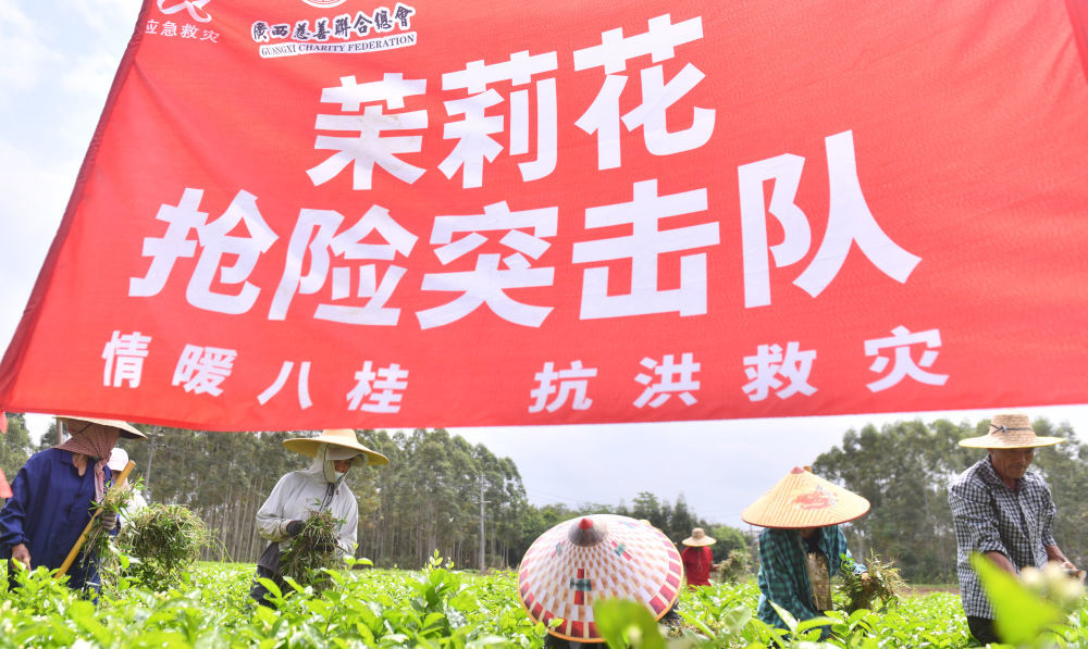 在广西横州市云表镇大良村，茉莉花抢险突击队清理花田里的杂草（8月4日摄）。