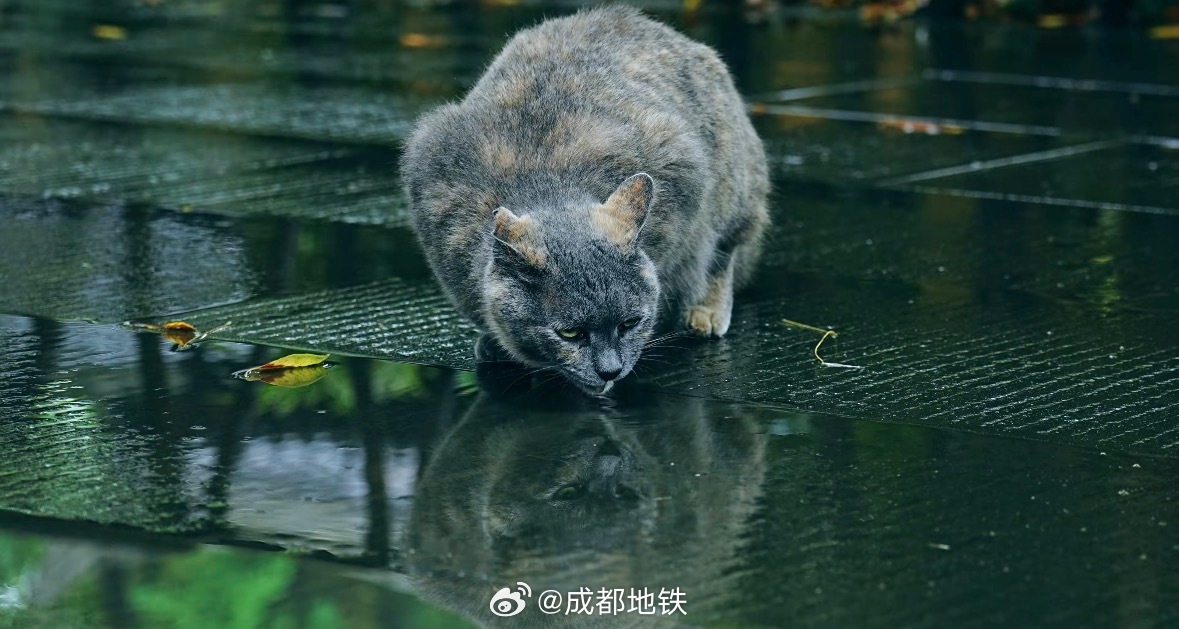 #坐地铁耍成都# 且听风吟，且看云散。乘坐地铁13号线/4号线至杜甫