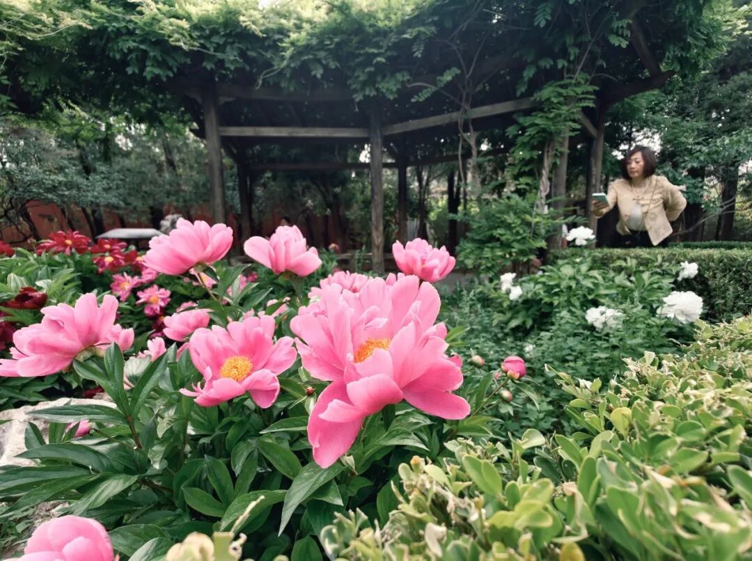 景猴子园芍药花开正艳