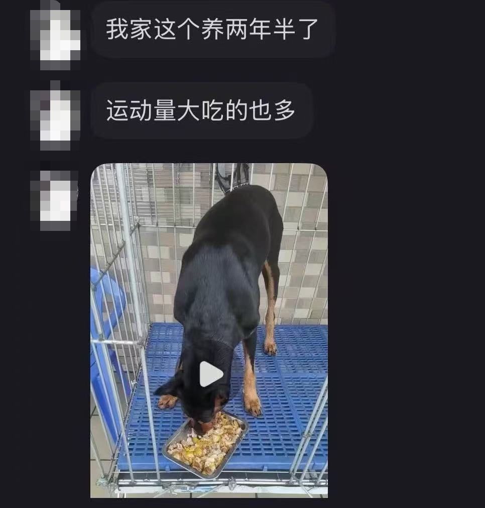△赵磊在领养前会给狗主人发去自家狗的视频。