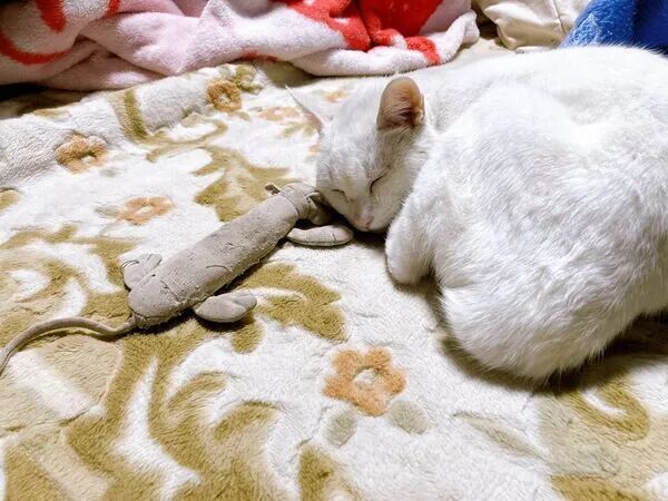 ▲。(圖/翻攝自X/@kan_3030)