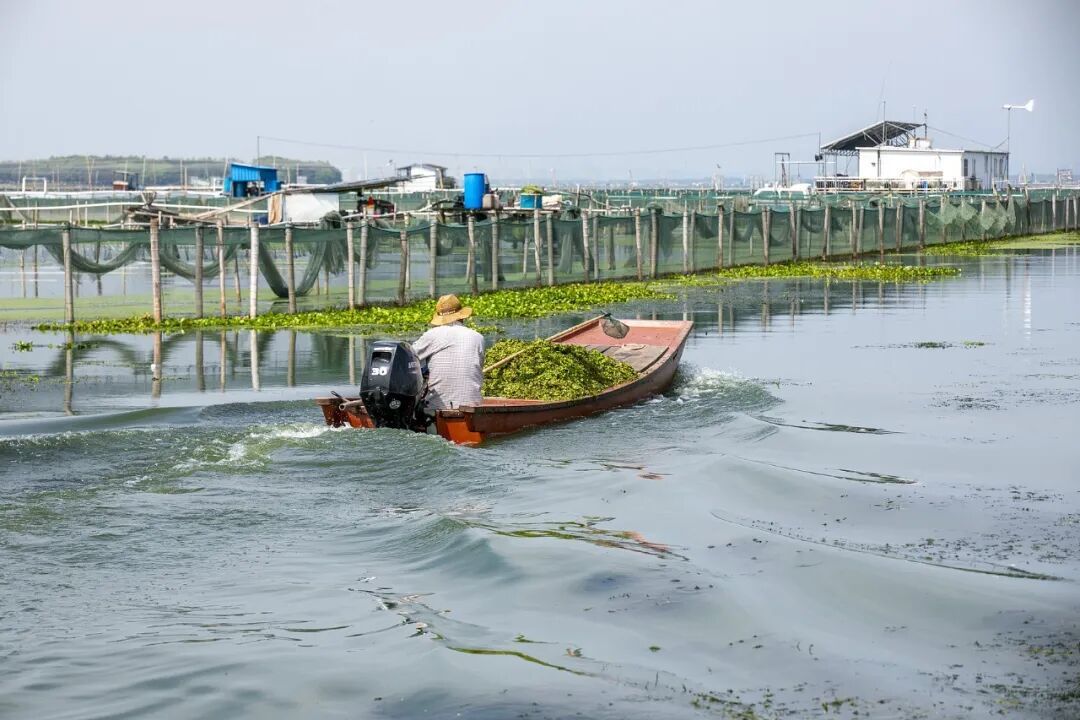 苏州,阳澄湖大闸蟹湖区围网养殖基地/图源:视觉中国