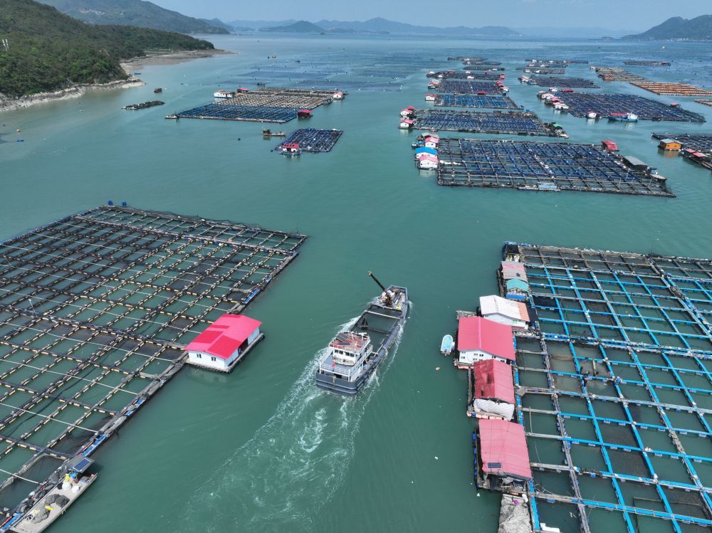 一艘装载240万尾大黄鱼鱼苗的活水船,从福建宁德三都澳海域出发,驶向霞浦县下浒镇海上养殖区(2026年4月25日摄,无人机照片)。新华社记者 姜克红 摄