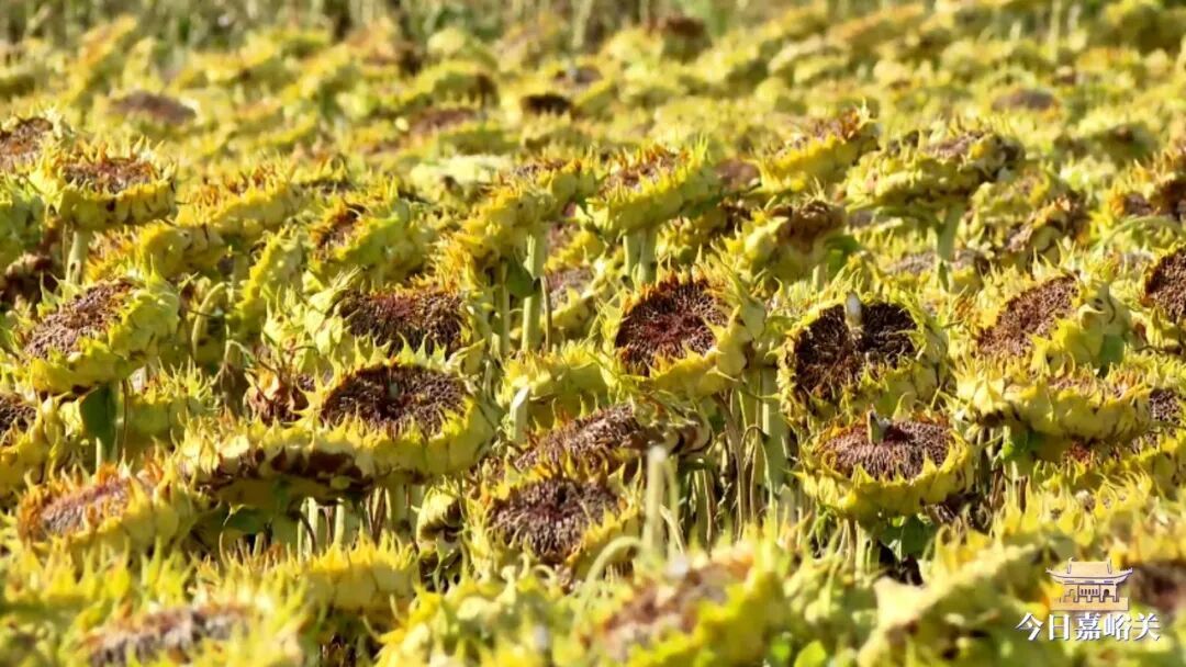 中沟葵花熟029_LOW_0.mp4_20261009_110822350.jpg