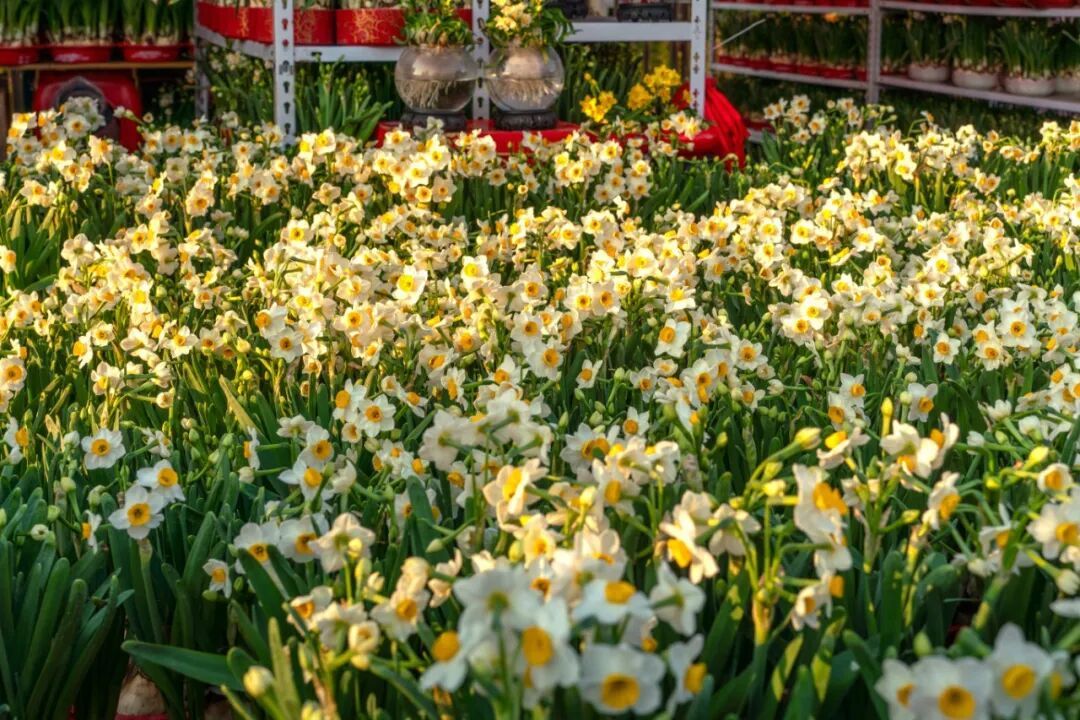 摄图网_701622854_春节年宵花迎春花市售卖的_(企业商用).jpg
