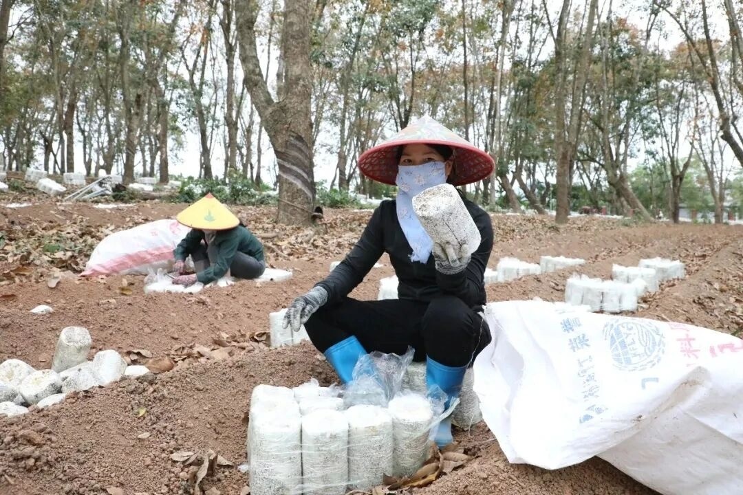 村民在橡胶林下种植食药用菌（央广网记者 陶淦 摄）