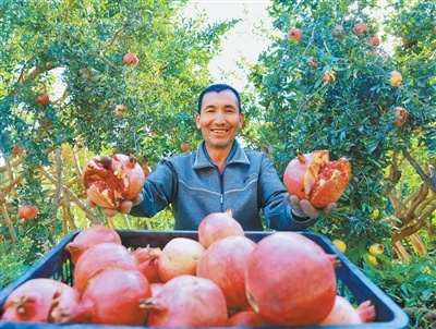 图为10月3日,托万欧壤村的石榴园里,果农展示刚采摘的石榴。苏比怒尔·吐鲁洪摄(人民视觉)