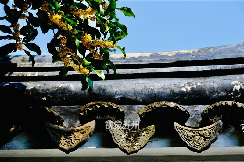 10月11日,金秋时节,古典园林网师园桂花盛开,幽香满园,游客赏美景的同时也体验桂花芬香。