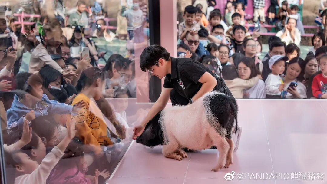 猪猪牧场里的活动