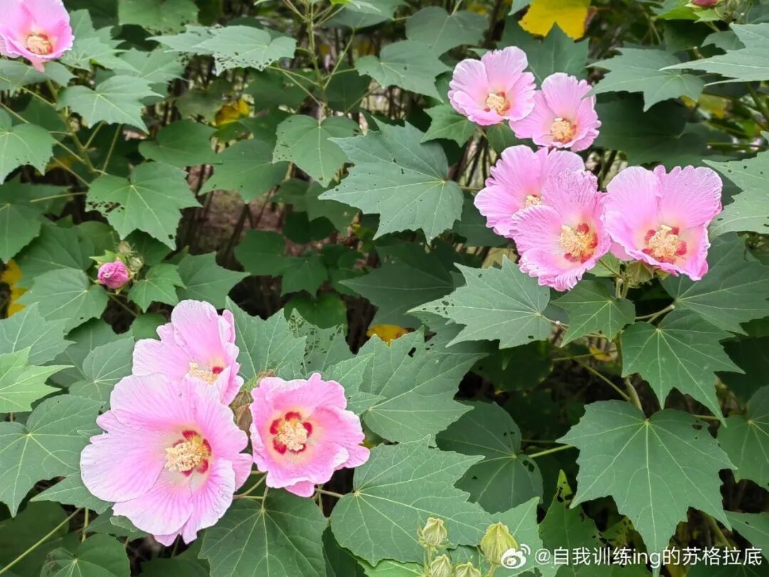 木芙蓉1.jpg