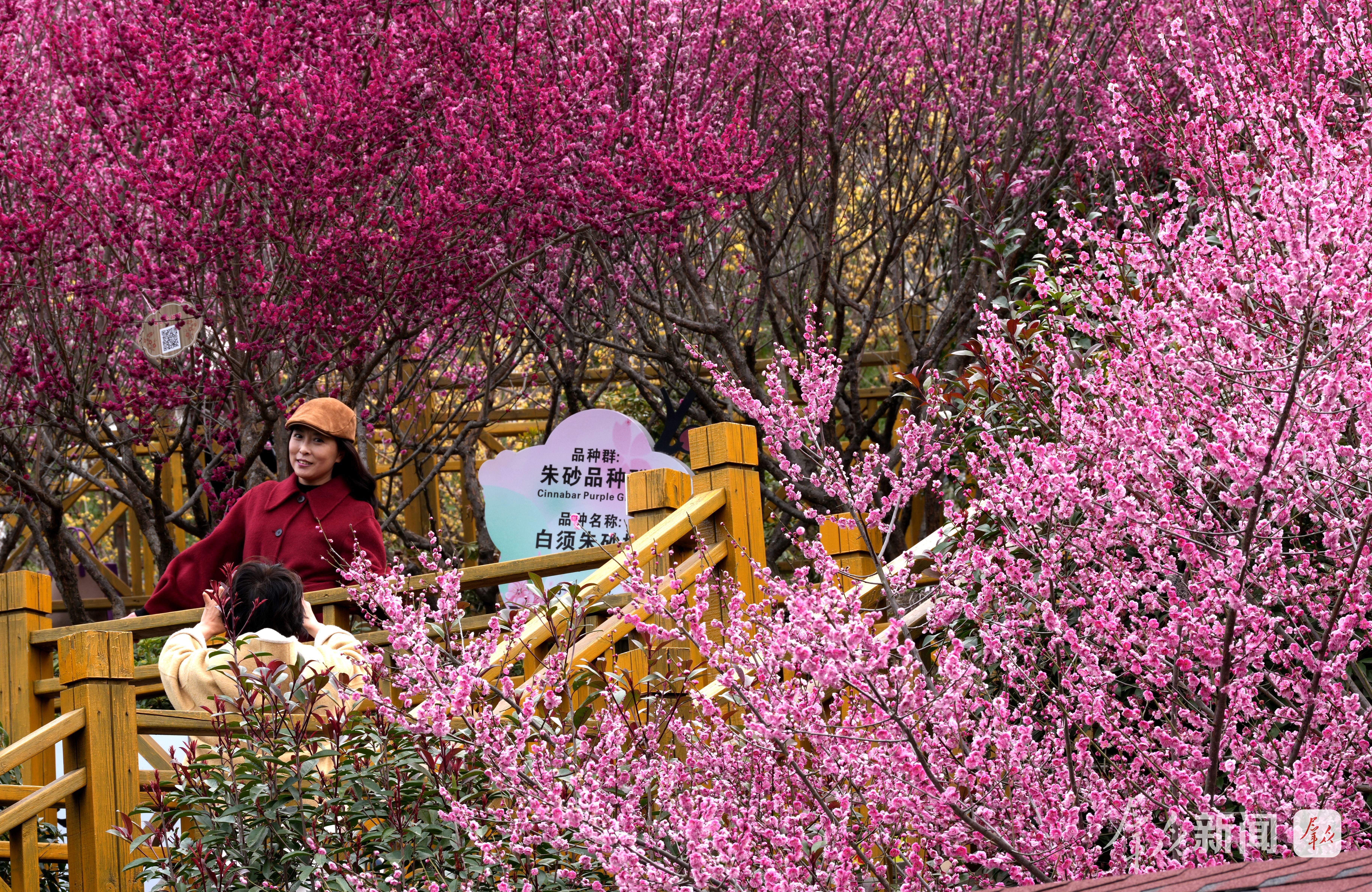 “满园梅花香气扑鼻，汉服巡游、梅花扇制作等活动丰富多彩，真是不虚此行。”2月23日，来自西安的游客张泽溪说。