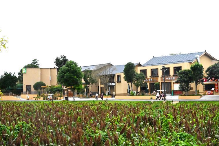 高粱地与民居尽显乡土气息 摄影 李芳森