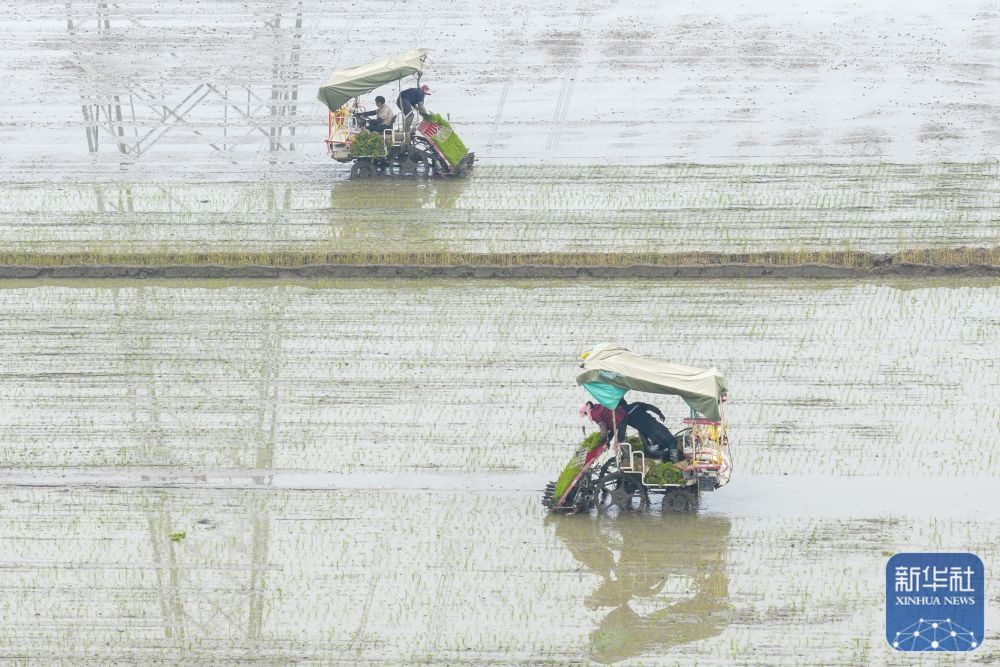 ↑ 4月10日,浙江省余姚市黄家埠镇上塘村,农民驾驶插秧机进行早稻插秧作业(无人机照片)。新华社发(张辉摄)