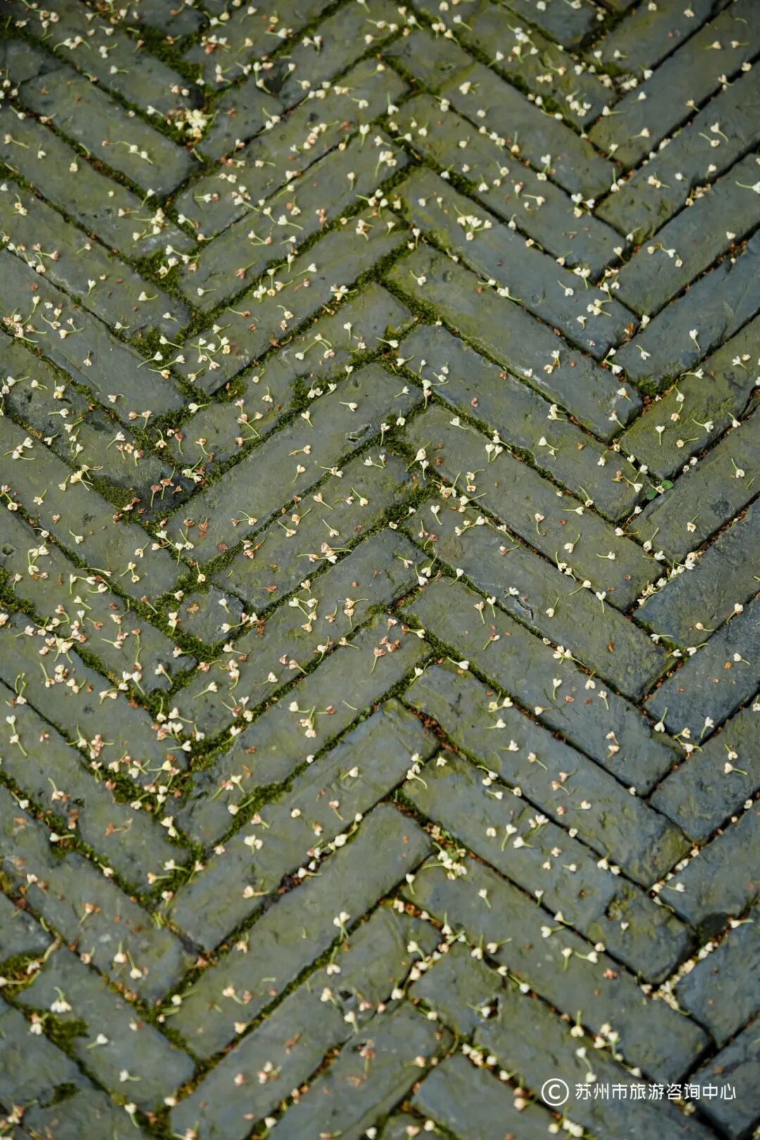 VX5E0242.jpg