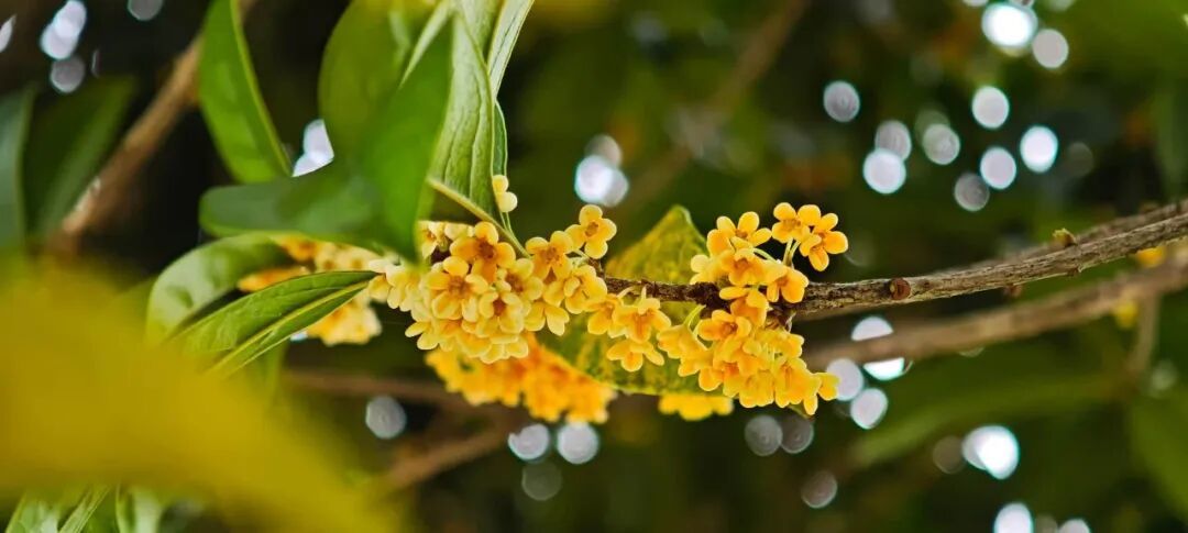 摄图网_702010077_秋日阳光下枝头盛放的金黄_(企业商用).jpg