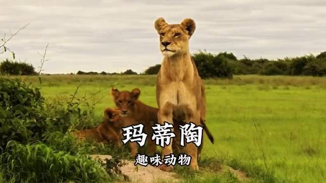 临了的凝望：狮王阿波罗与马蒂陶的死活渴望天博体育