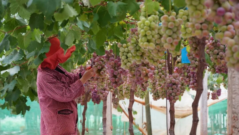 建水县南庄镇葡萄种植基地“妮娜皇后”丰收 图源:“古城建水”微信公众号