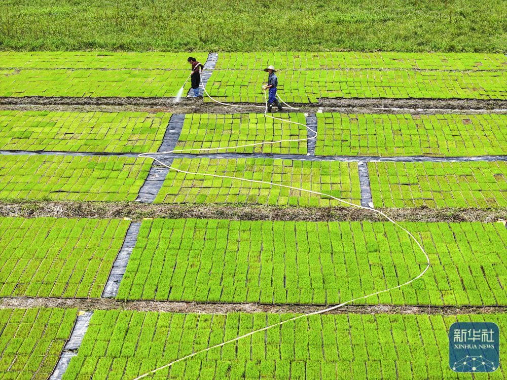 ↑ 4月9日,湖南省常宁市胜桥镇农民在管护秧苗(无人机照片)。新华社发(周秀鱼春 摄)