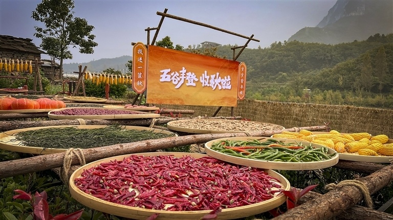 9月22日,林州市太行大峡谷太行天路朝阳村。红椒金黄谷,铺满晒匾。 武龙飞 摄.jpg