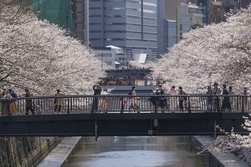 2026年4月3日，日本东京正巧樱花怒放季。 IC Photo